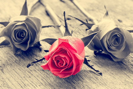 植物花的象征黑色和白木制背景的红玫瑰图片