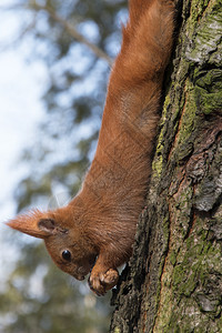 尾巴自然木头松鼠在树上持有一个坚果美丽的照片图片