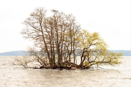风景瑞典Sigtuna湖中的树景观北图片