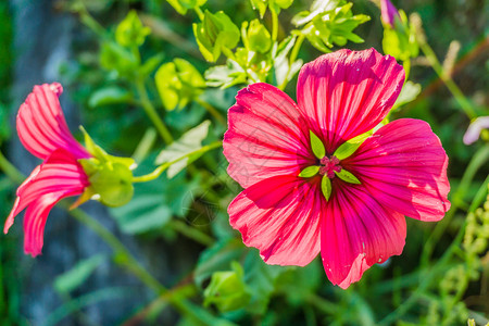 花瓣颜色充满活力的红芙蓉花盛开宏特写园图片