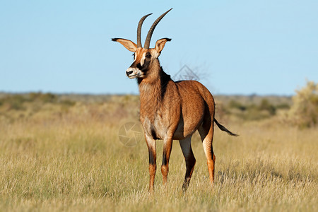 南非自然栖息地中罕见的马羚羊Hippotragusequinus喇叭动物群毛茸图片