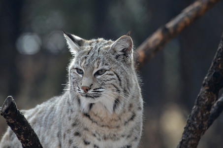 不开心猫科动物Lynx猫脸上有不愉快的表情动物图片