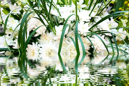 白色的花自然复活节美丽图片