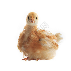 为可爱宠物和动主题使用白背景小鸡近距离面对年轻鸡群为了家禽母图片