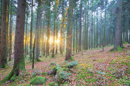 风景旅行美丽的森林中日落图片