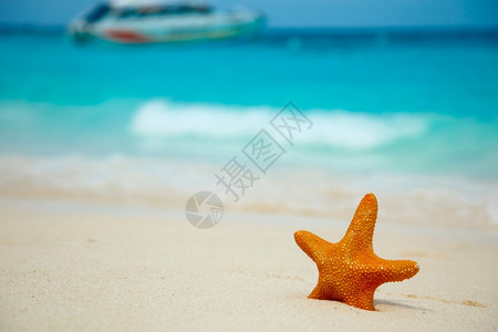 夏天冲浪泰国西米兰群岛海浪滨星鱼旅游图片