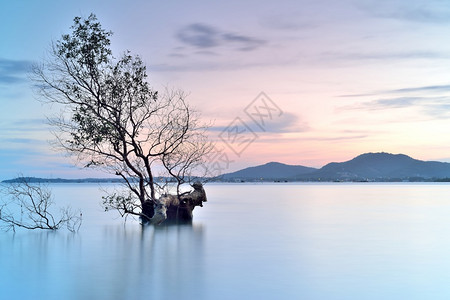 地平线单身的阳光独树在海中日落与图片