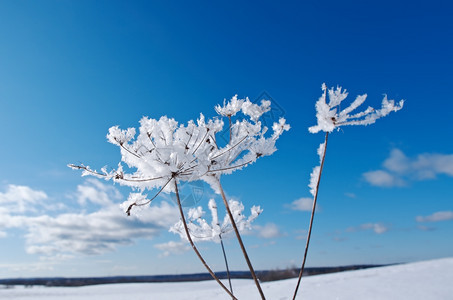 冬天树枝上的冰霜图片
