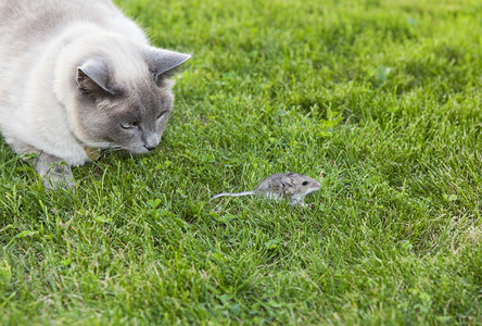 猫咪和老鼠图片
