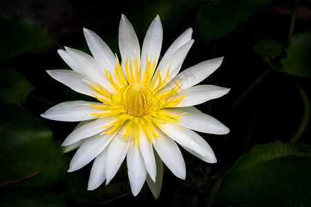 植物盛开的美丽莲花白朵黑色背景的黄花粉朵绽放池塘图片