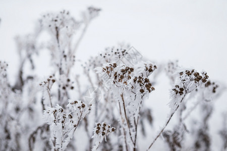 寒冷紧贴着冰雪覆盖的冻花朵十二月季节图片