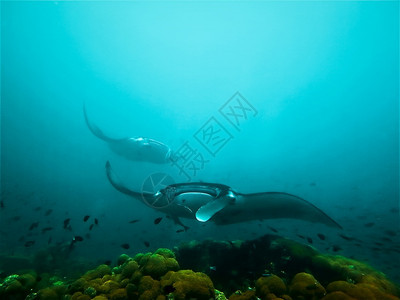 鱼水族馆巨型曼塔雷自然蓝色的高清图片素材