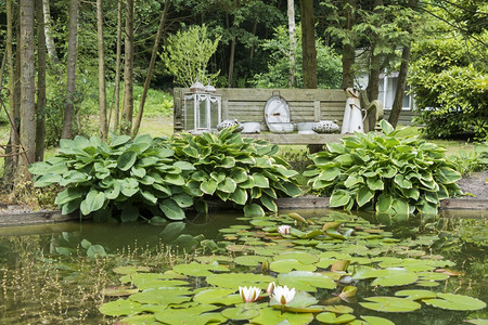 以池塘水为背景的百合树苗植物和森林水壶树木头图片