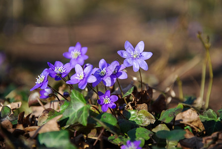 开花美丽的春季符号闪亮的蓝色动画花朵图片