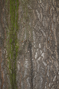 绿色陈年粗糙的本底栗子树皮背景或带有一些苔的栗子树皮纹理图片