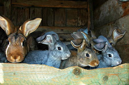 农场里饲养的兔子图片