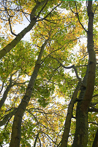 木头丰富多彩的秋天在木林中长高的树生态图片