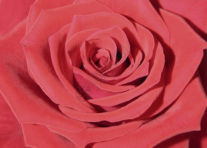 浪漫热情白色的特写红玫瑰心图片