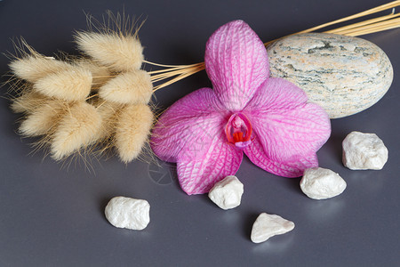 粉红兰花石头尾巴和作为温泉的装饰石块花序马尾辫蕊图片