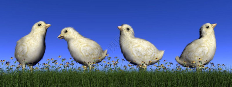 季节使成为四只小鸡在草地上白天花朵三维制成天图片