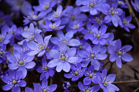 丰富多彩的美丽春天标志蓝色安礼门关了森林季节背景图片