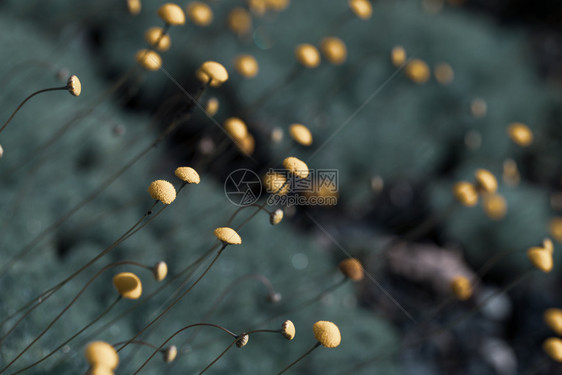 丰富多彩的小黄花蕾自然背景小黄花蕾的背景开优雅图片