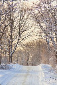 冬天雪季景观白色仙境景观森林图片