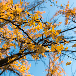 秋天树上黄色叶子图片
