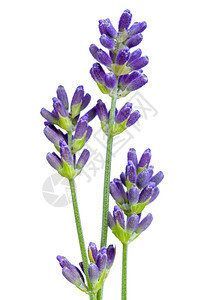 白色背景上隔绝的紫色花朵有机药物紫丁香图片
