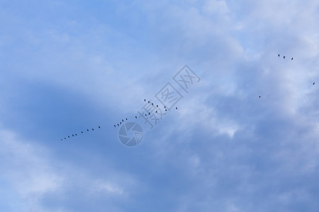 形成灰色的一群迁徙鹅鸟在蓝天飞行自由图片