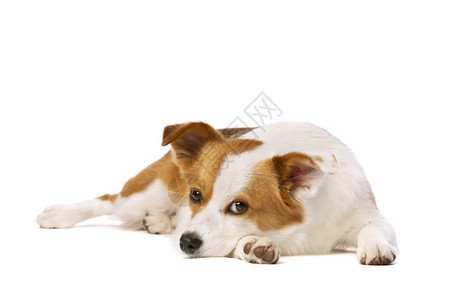 轻松在白色背景混合种狗面前一只野兽和群犬混杂在白本种的狗面前动物图片