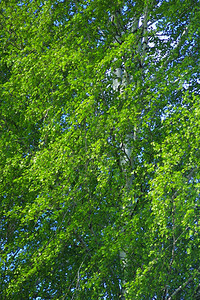 天空春的白桦树枝空气直的图片