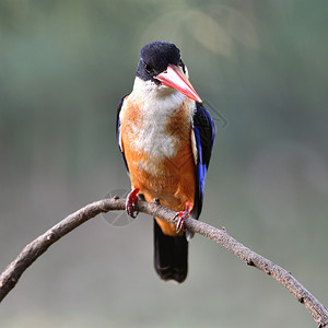 美丽的捕王鸟黑头Halcyon堆积塔站在树枝上乳房剖面喙一种翠鸟图片