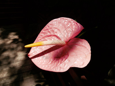叶子开花黑色本底热带植物上美丽的粉红色花朵颜图片