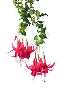 白色背景上挂在面的pinkfuchsia花朵瓣开绿色图片素材