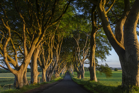农村对冲大街在北爱尔兰Antrim县的古老树木通道rsquoDarkHedgesrsrcquo上图片