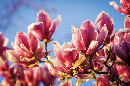 春天盛开季节丰富的红木兰花与深蓝天空对立图片