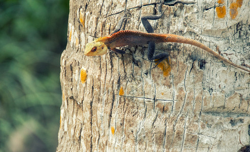 捕食者热带岛屿树上的Iguana美丽的闲暇图片