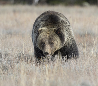 灰熊在深草中接近山金发女郎提顿图片
