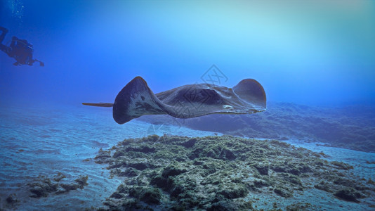 1号礁深的巨型刺青和潜水器图片