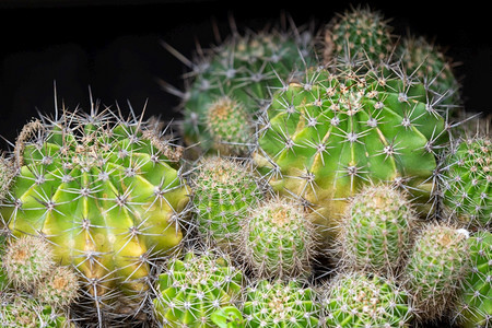 细节地面上许多仙人掌地面上的许多仙人掌植物群花图片