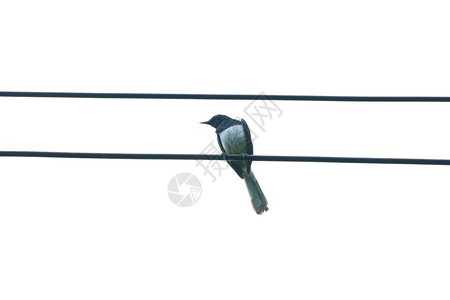效用坐电线上的鸟儿在体是白的和黑野生动物图片