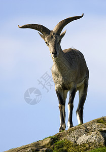 贺兰砚山人BharalPseudoisnayaur也称为中亚喜马拉雅地区的HelanShanBlueSheep蓝羊喜马拉雅或Naur土背景