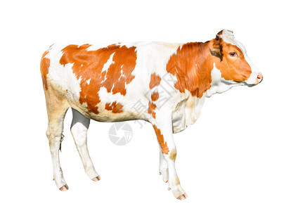 小牛乡村的艺术整头奶牛美丽的年轻小母牛被孤立在白色有趣的红斑马肖像上紧贴农场动物图片
