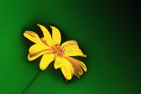 深色背景中的黄洋甘菊深背景中美丽的黄色洋甘菊植物学芳香疗法自然图片