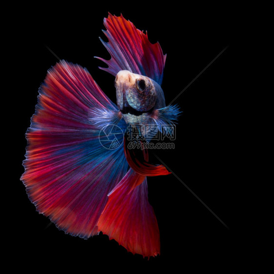 美丽红和蓝西海鱼打架贝塔半月尾的图黑底挑衅的颜色图片