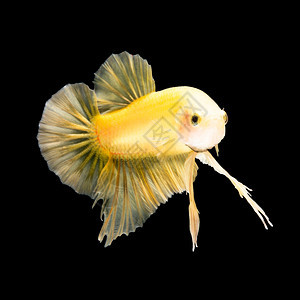 美丽自然颜色黄西亚打架鱼贝塔半月平板山尾图黑底图片