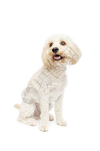 工作室西班牙猎狗主题白种混合公鸡巴在白色背景的种混合狗面前图片