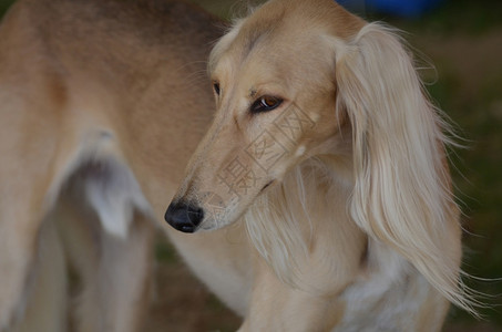 莫格里比长着一张漂亮脸蛋的可流萨路吉狗猎犬埃及背景图片