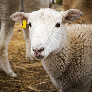 用干净的白色脸蛋看着镜头可爱的年轻羊羔草地农场围背景图片